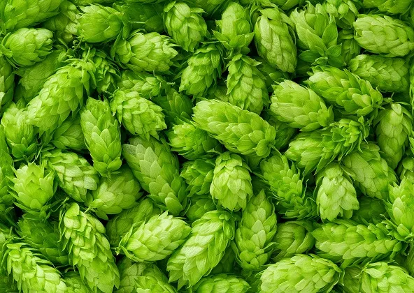 Houblon
